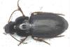 Harpalus anxius